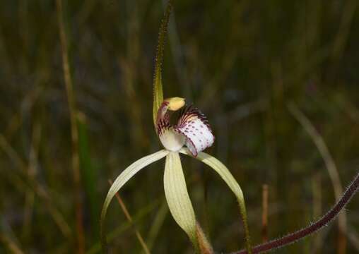 Image of Caladenia uliginosa A. S. George