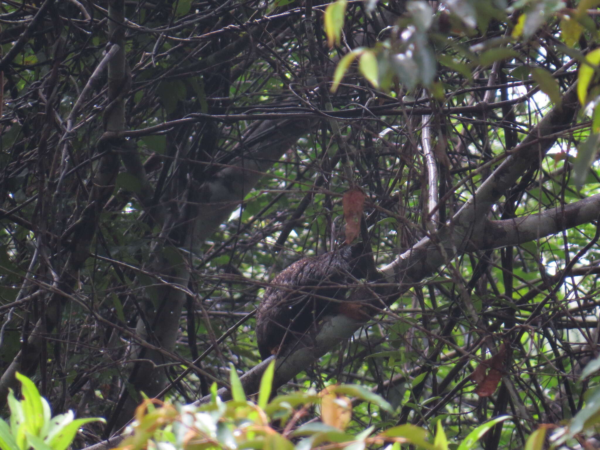 Image of Golden-handed Tamarin