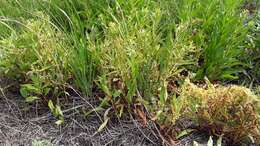 Image of buttonbush dodder