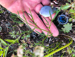 Image of Geyer's biscuitroot