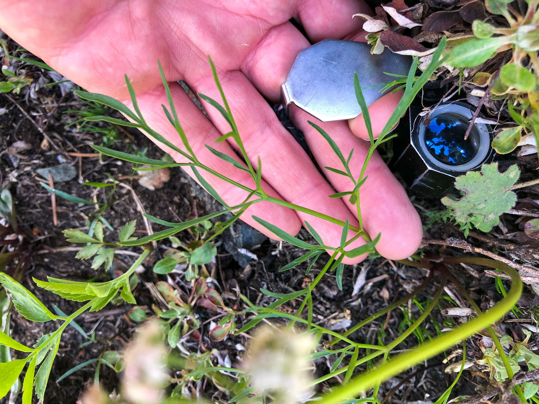 Image of Geyer's biscuitroot