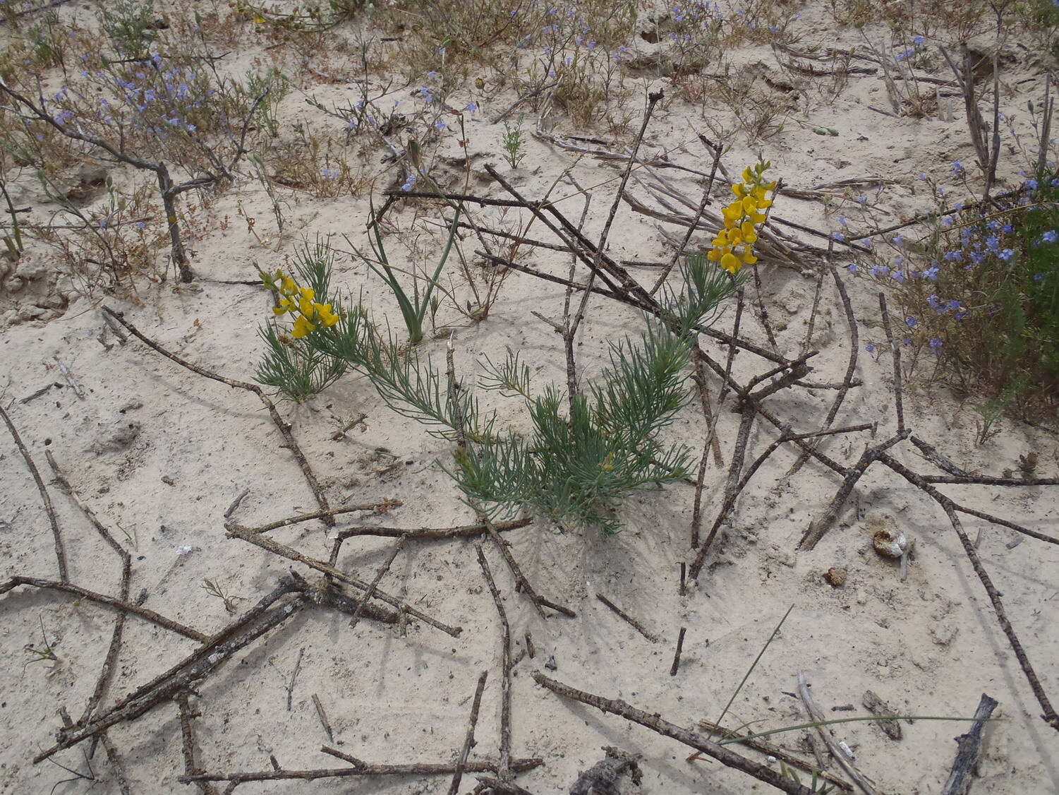 Image of Lebeckia ambigua E. Mey.