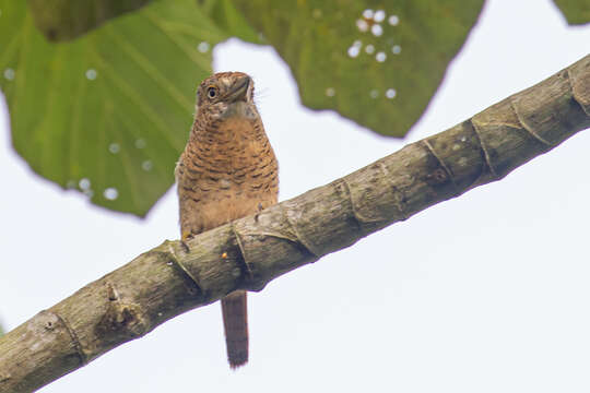 Image of Barred Puffbird