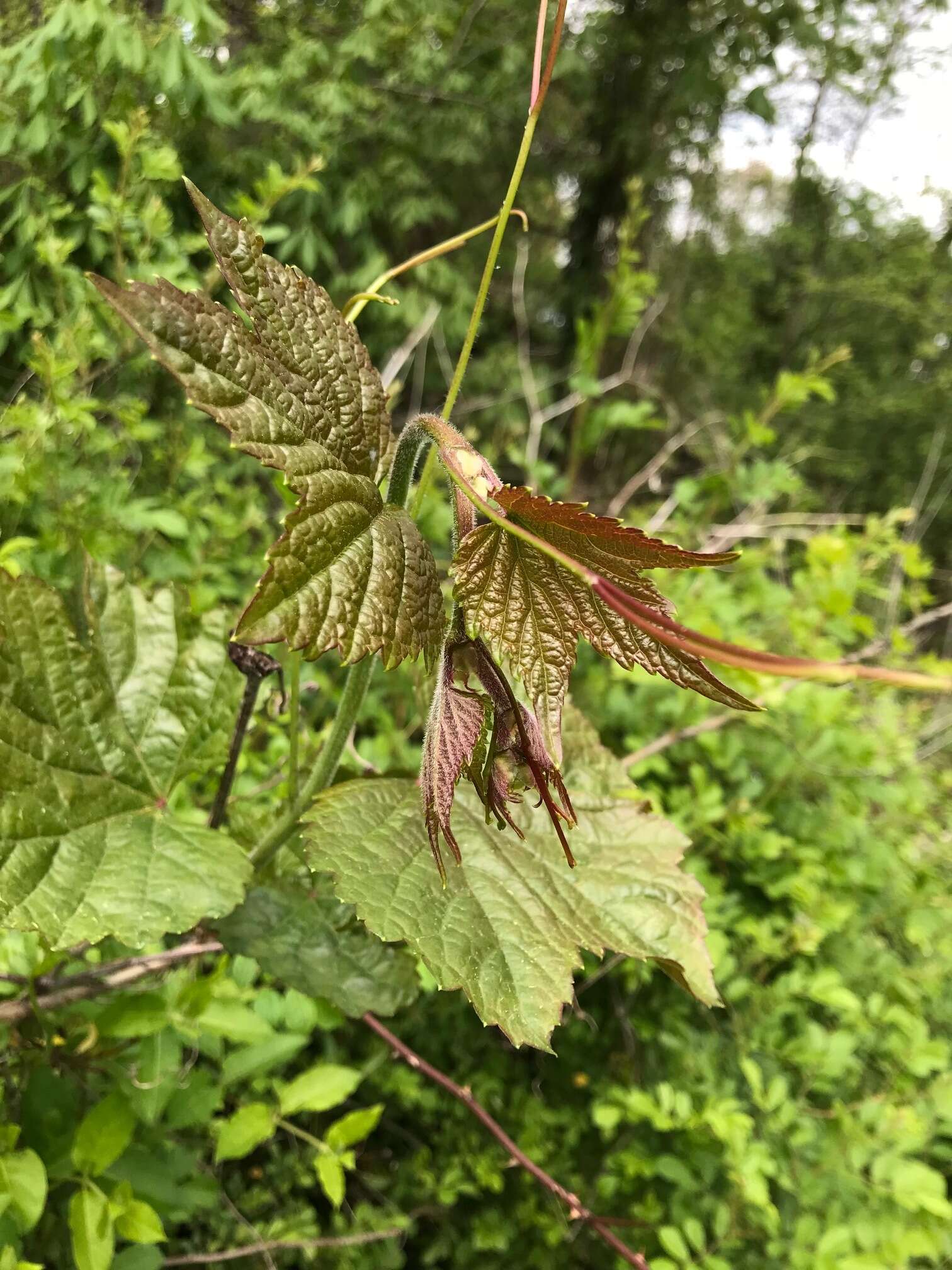 Sivun Ampelopsis heterophylla var. vestita Rehd. kuva