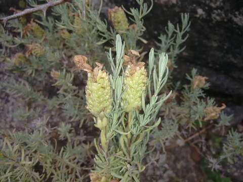 Image of French lavender