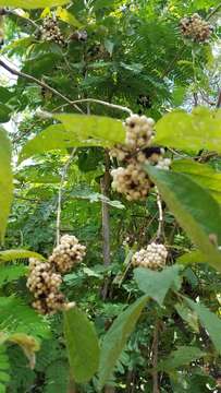 Image of Callicarpa acuminata Kunth