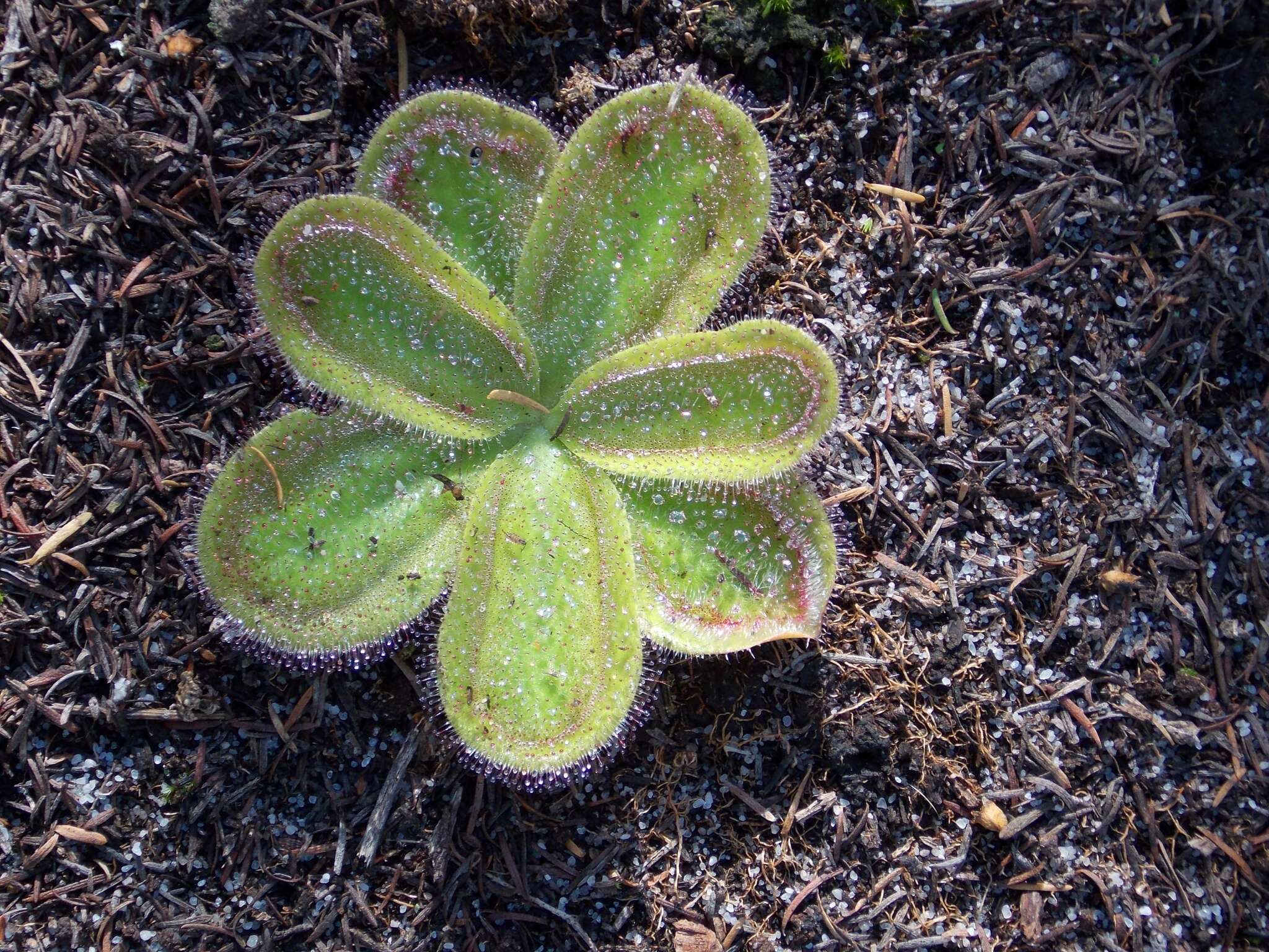 Image of Drosera erythrorhiza subsp. squamosa (Benth.) N. Marchant & Lowrie