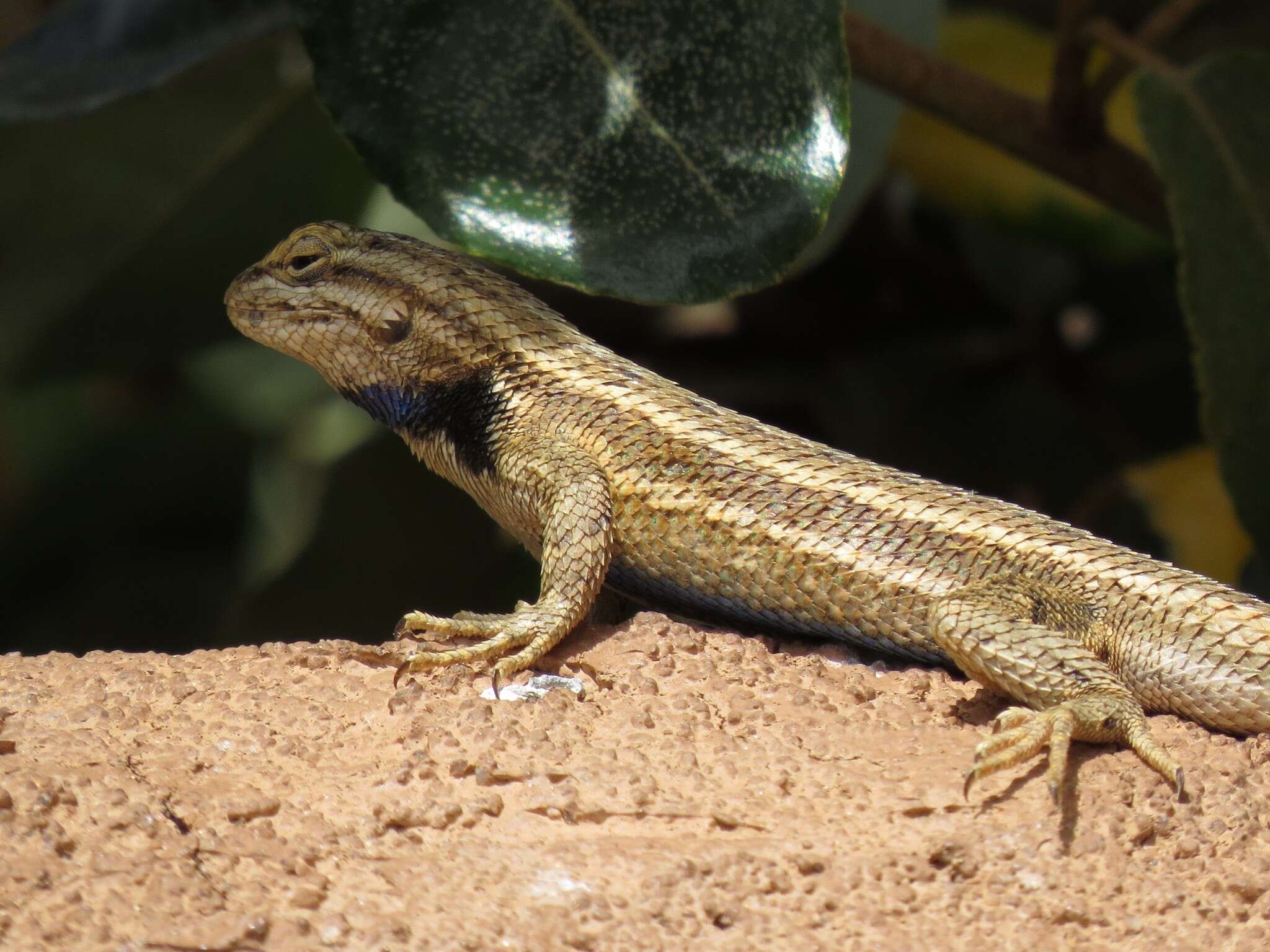 Sivun Sceloporus cowlesi Lowe & Norris 1956 kuva