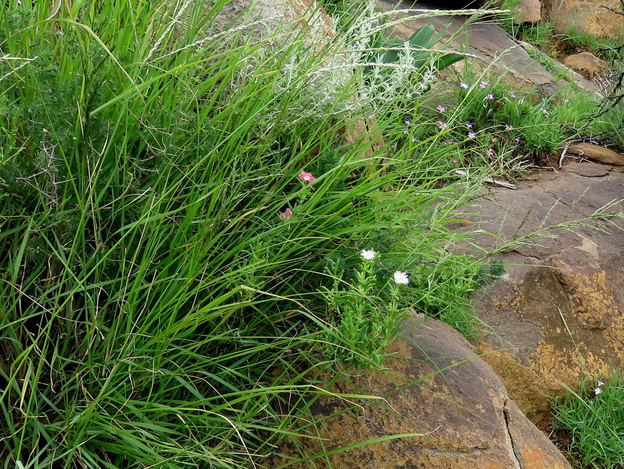 Image of Delosperma multiflorum L. Bol.