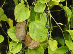 Image of queen coralbead