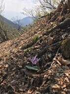 Image of Erythronium japonicum Decne.