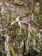 Imagem de Caladenia cretacea (D. L. Jones) G. N. Backh.