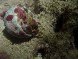 Image of orange claw hermit crab