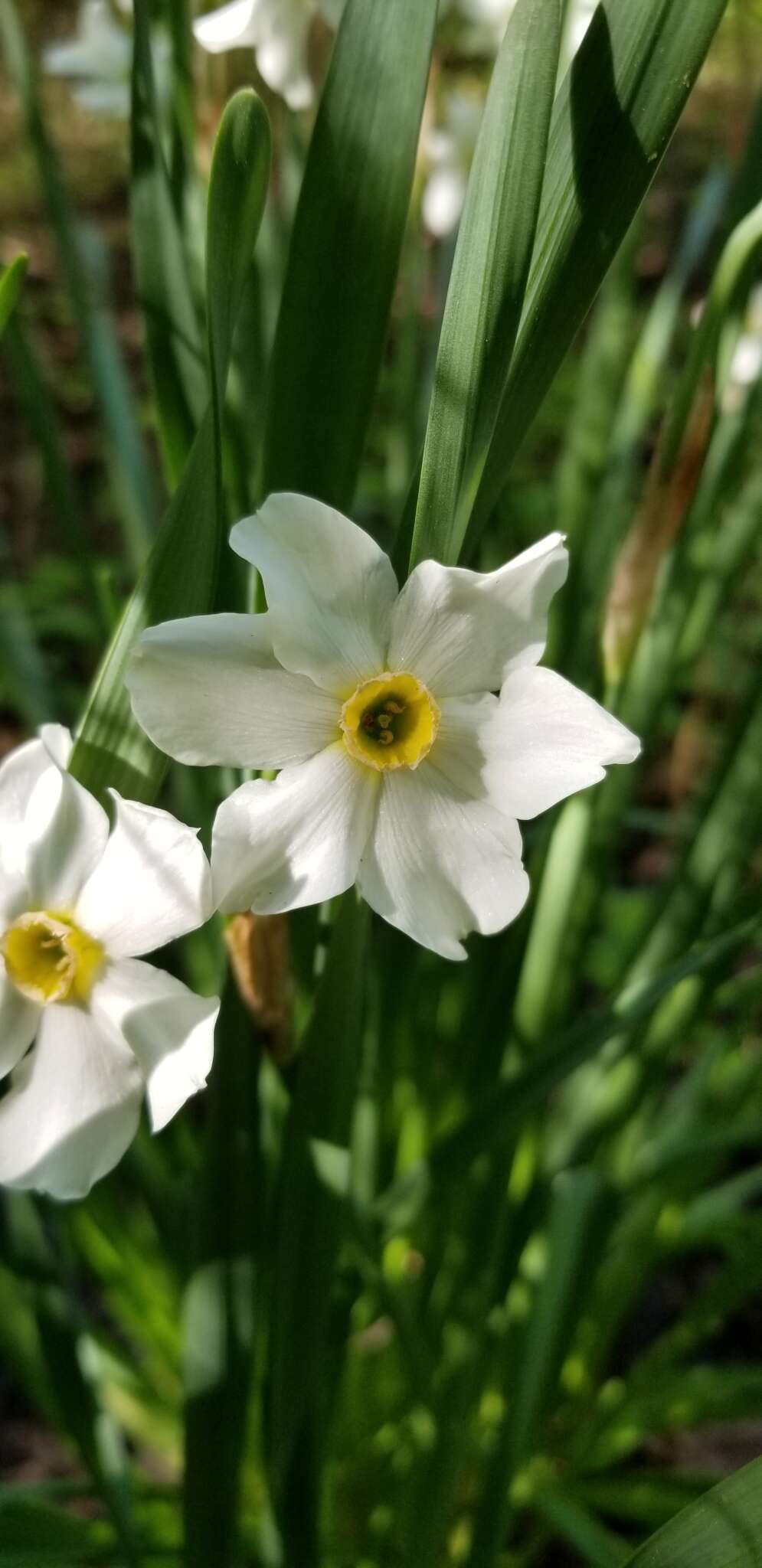 Image de Narcissus medioluteus Mill.
