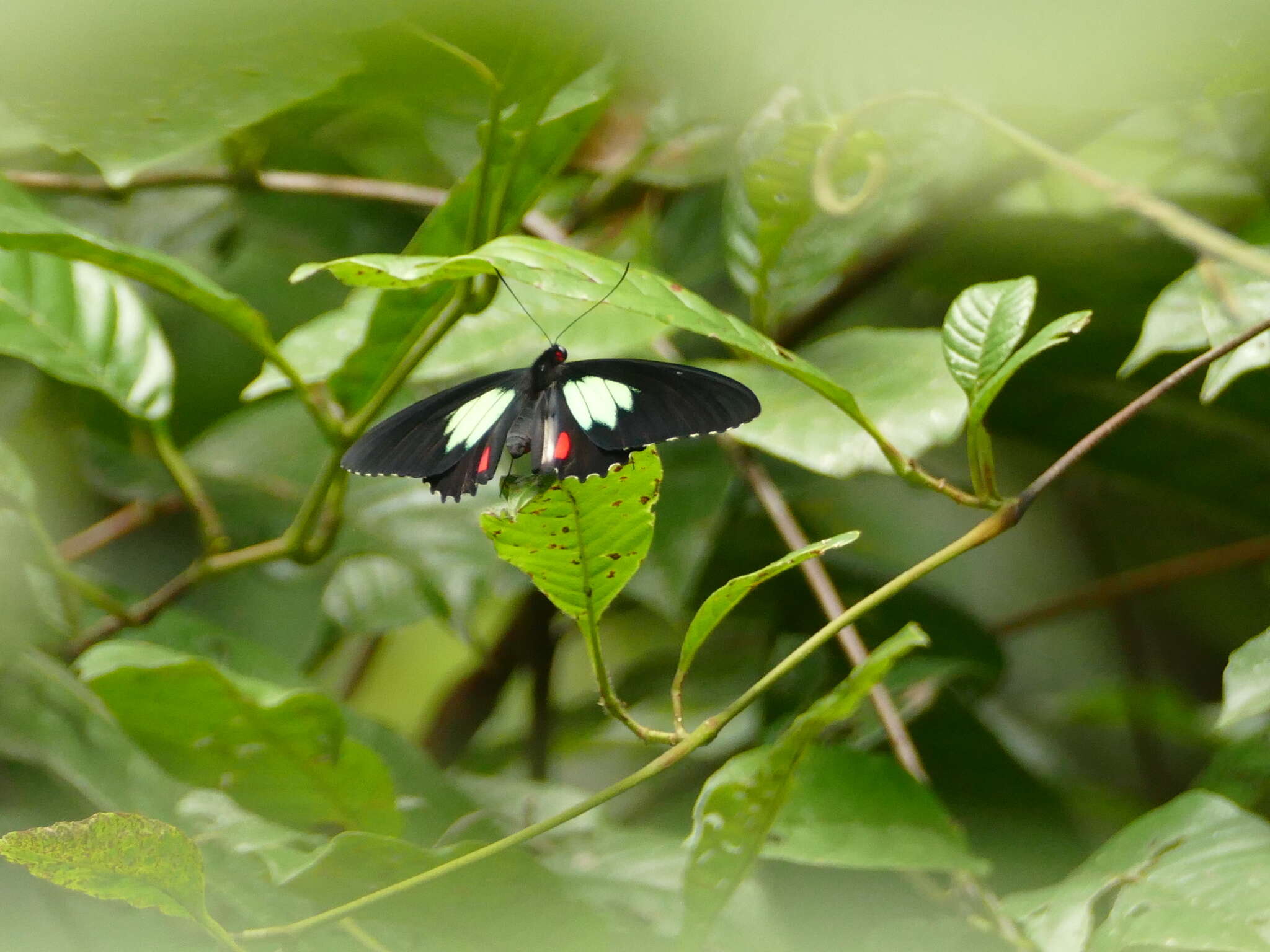 Parides sesostris (Cramer (1779))的圖片