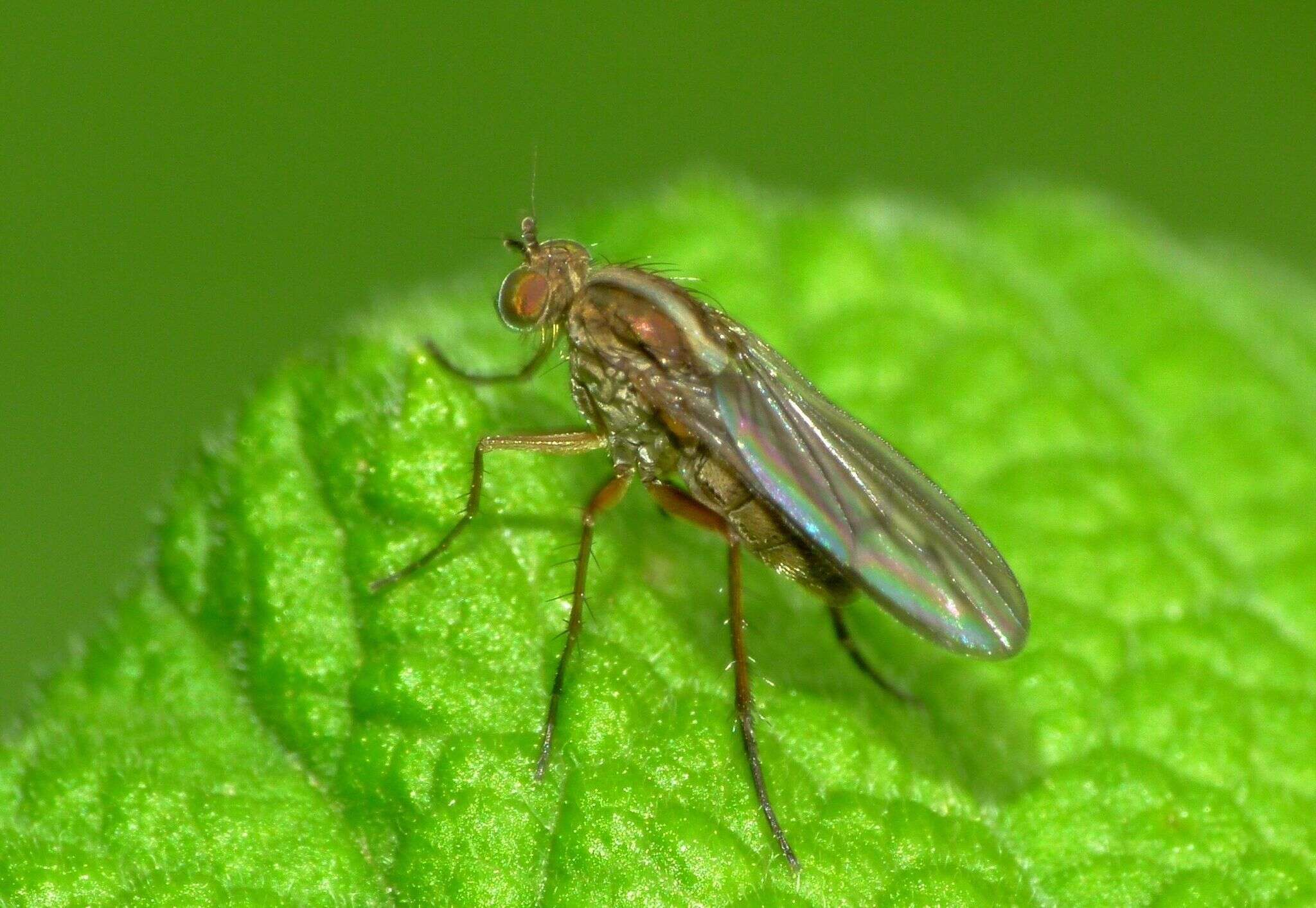 Image of Tetrachaetus bipunctatus Parent 1933