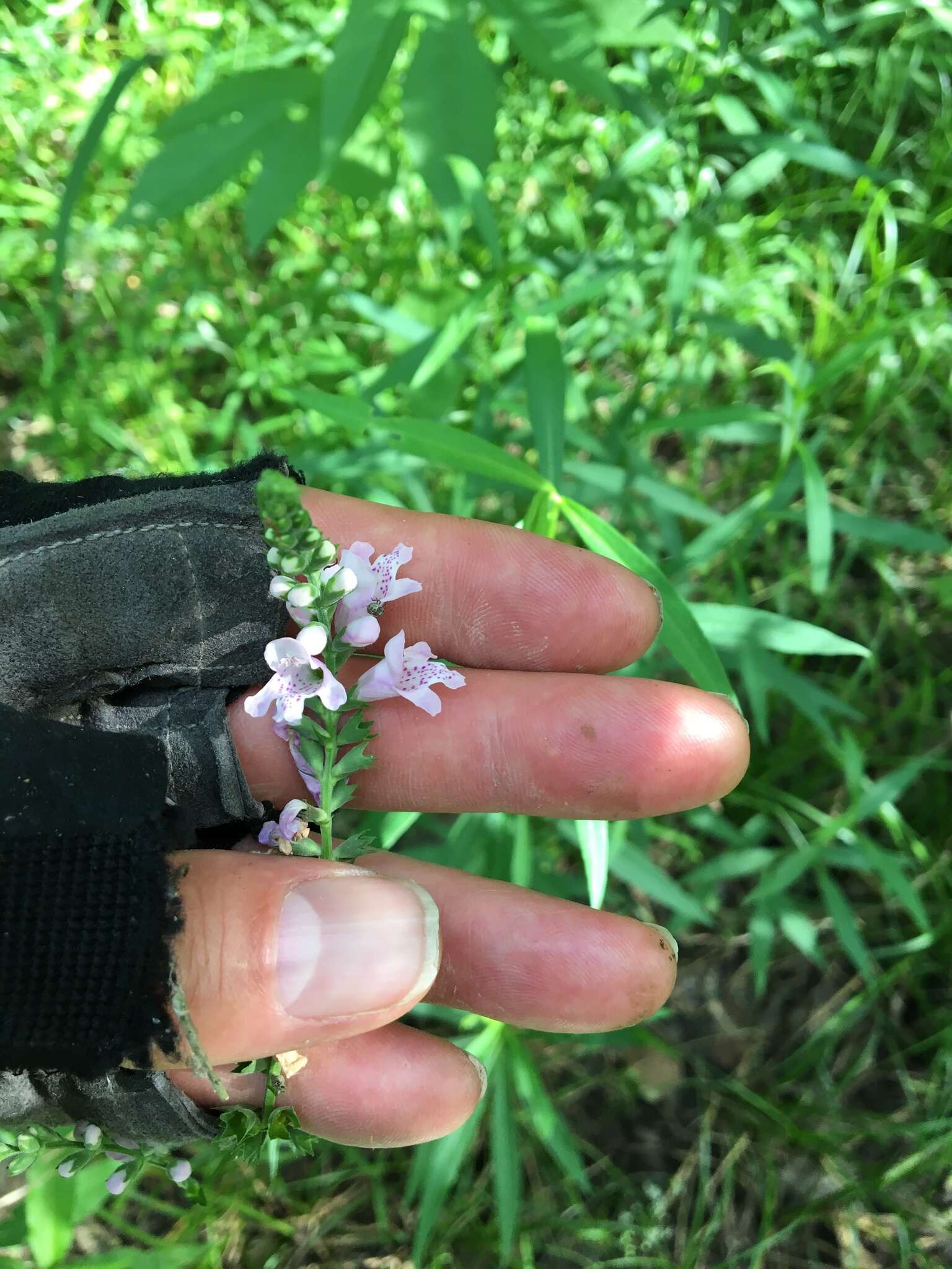 Image of Slender False Dragonhead