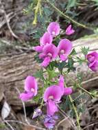 Image of Holly-leaved Mirbelia