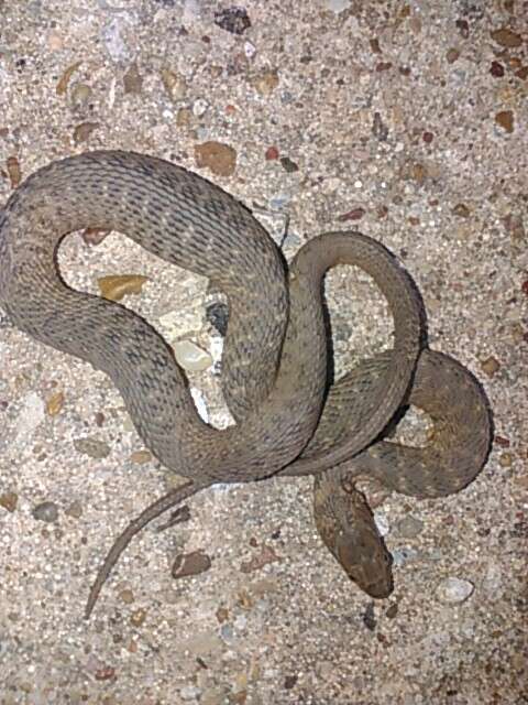 Image of Brazos Water Snake