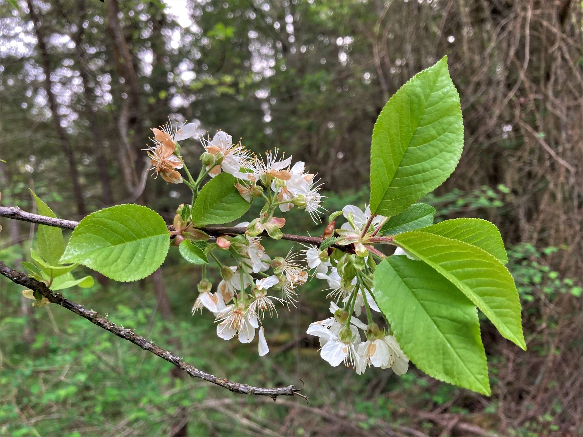 Imagem de Prunus pugetensis Jacobson & Zika