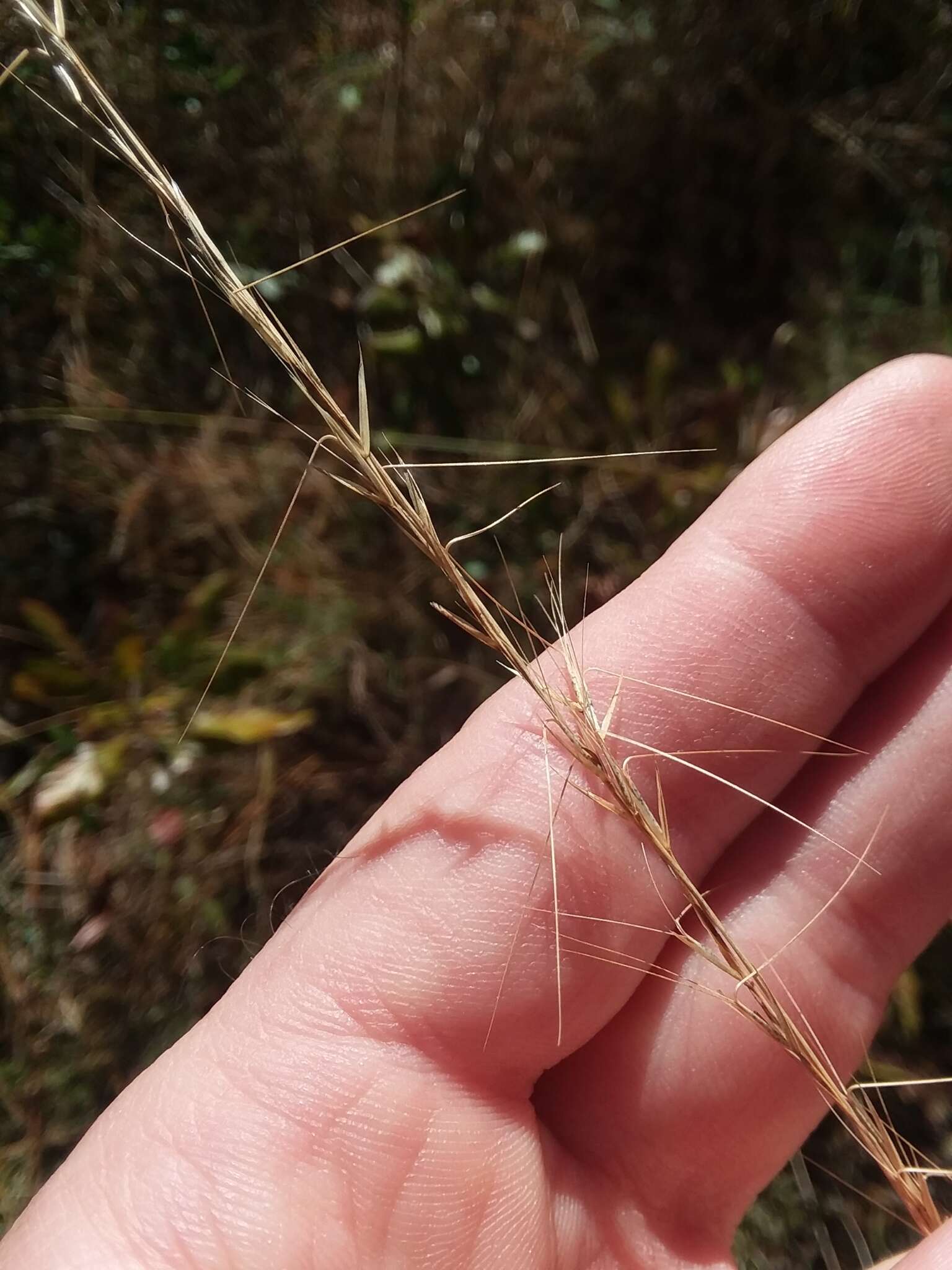 Imagem de Aristida virgata Trin.