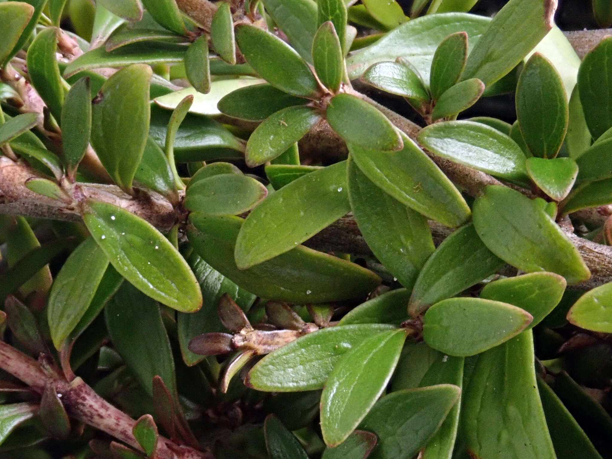 Image of Coprosma propinqua var. latiuscula Allan