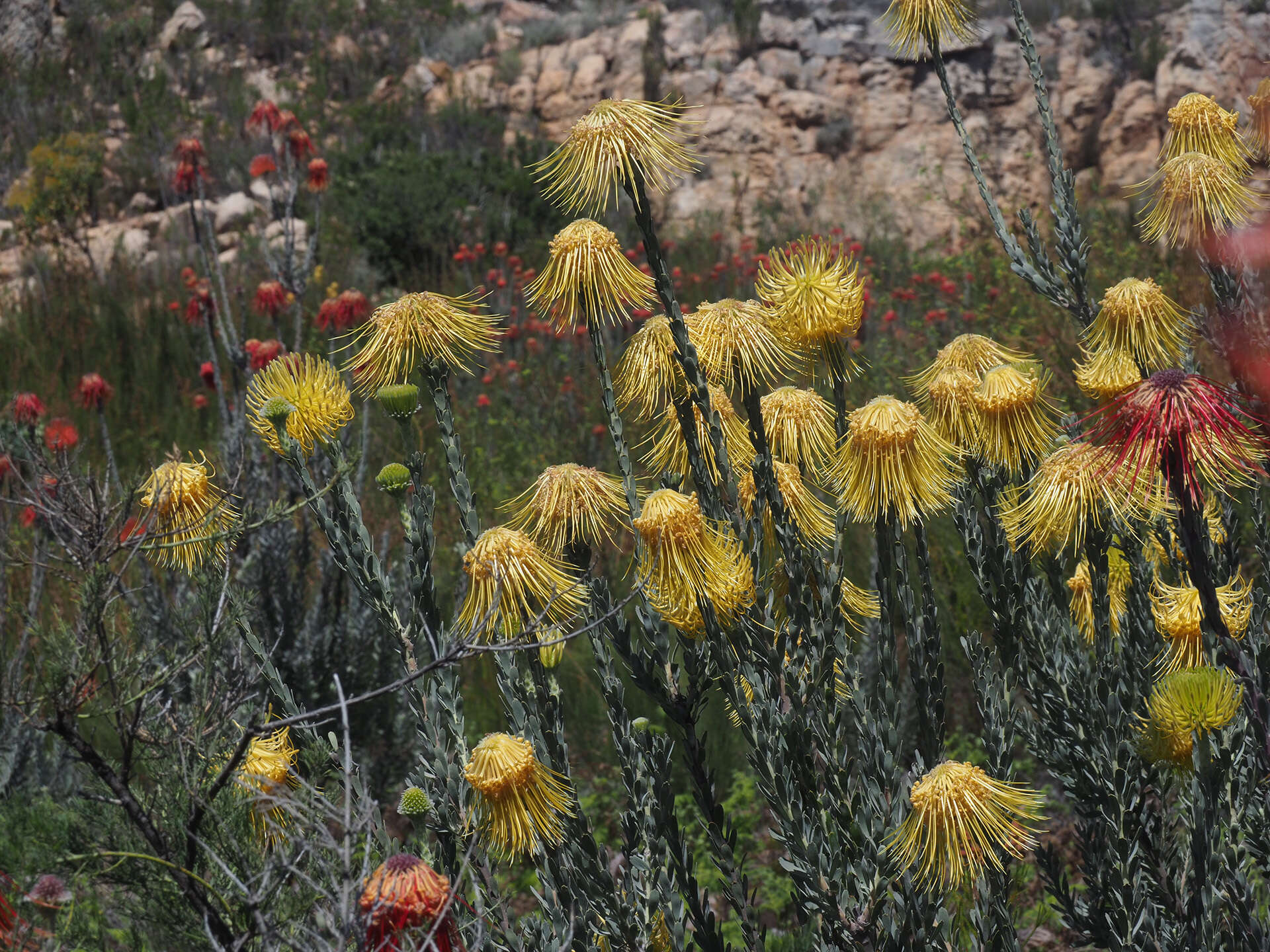 Image of Leucospermum reflexum var. luteum J. P. Rourke