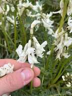 Image of Blue Mountain milkvetch