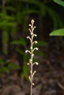 Imagem de Gonatostylis vieillardii (Rchb. fil.) Schltr.