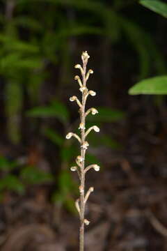 Image of Gonatostylis vieillardii (Rchb. fil.) Schltr.