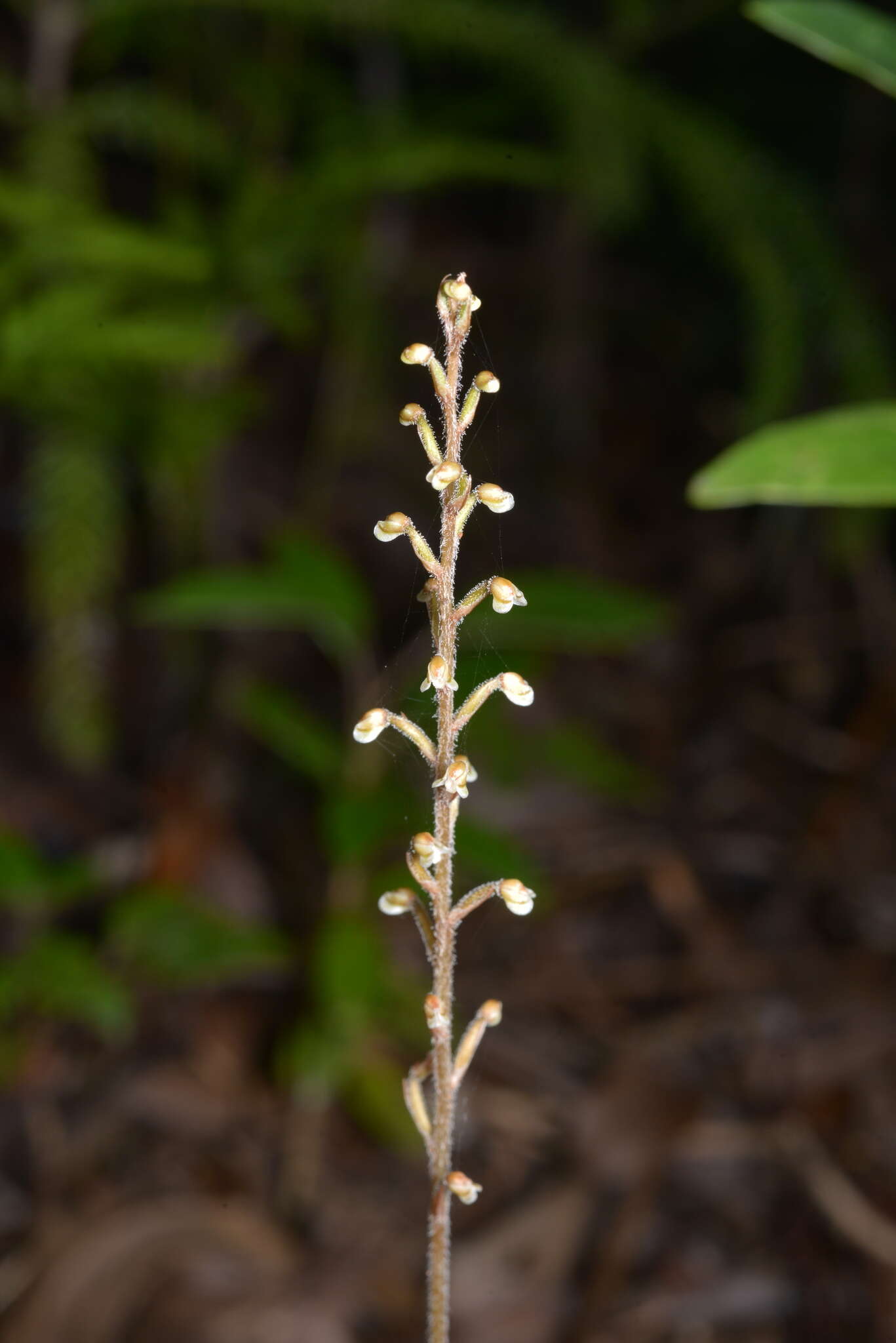 Gonatostylis vieillardii (Rchb. fil.) Schltr.的圖片