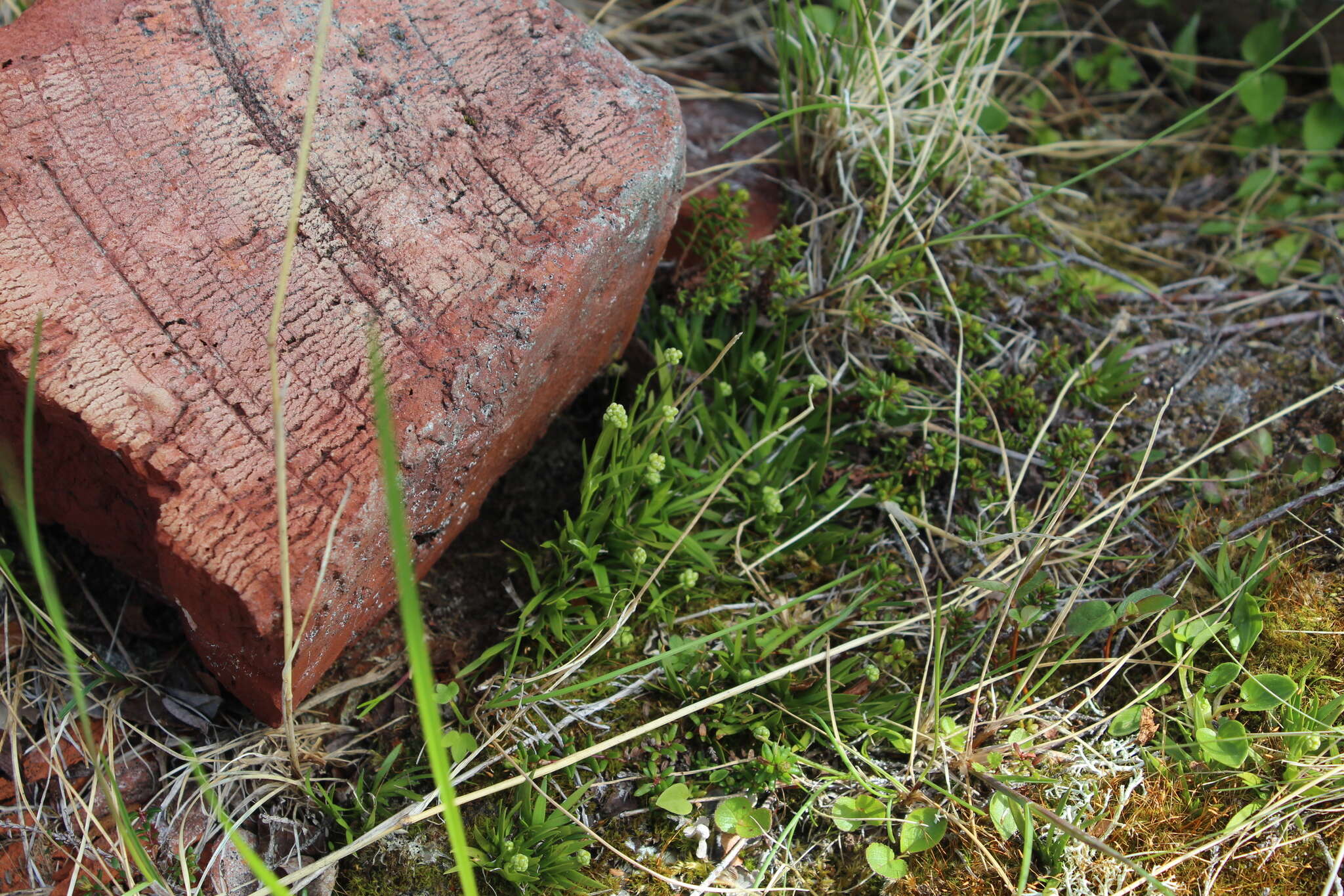 Image of Scotch false asphodel