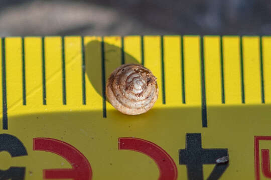 Image of Tawny Glass Snail