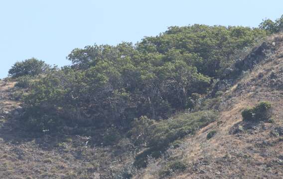 Image of fern-leaf Catalina ironwood