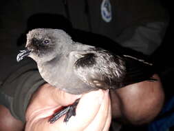 Image of British Storm Petrel