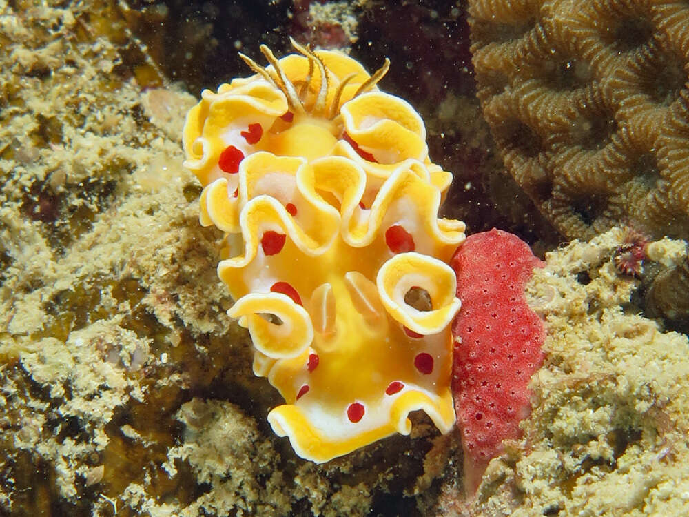 Image of Ardeadoris cruenta (Rudman 1986)