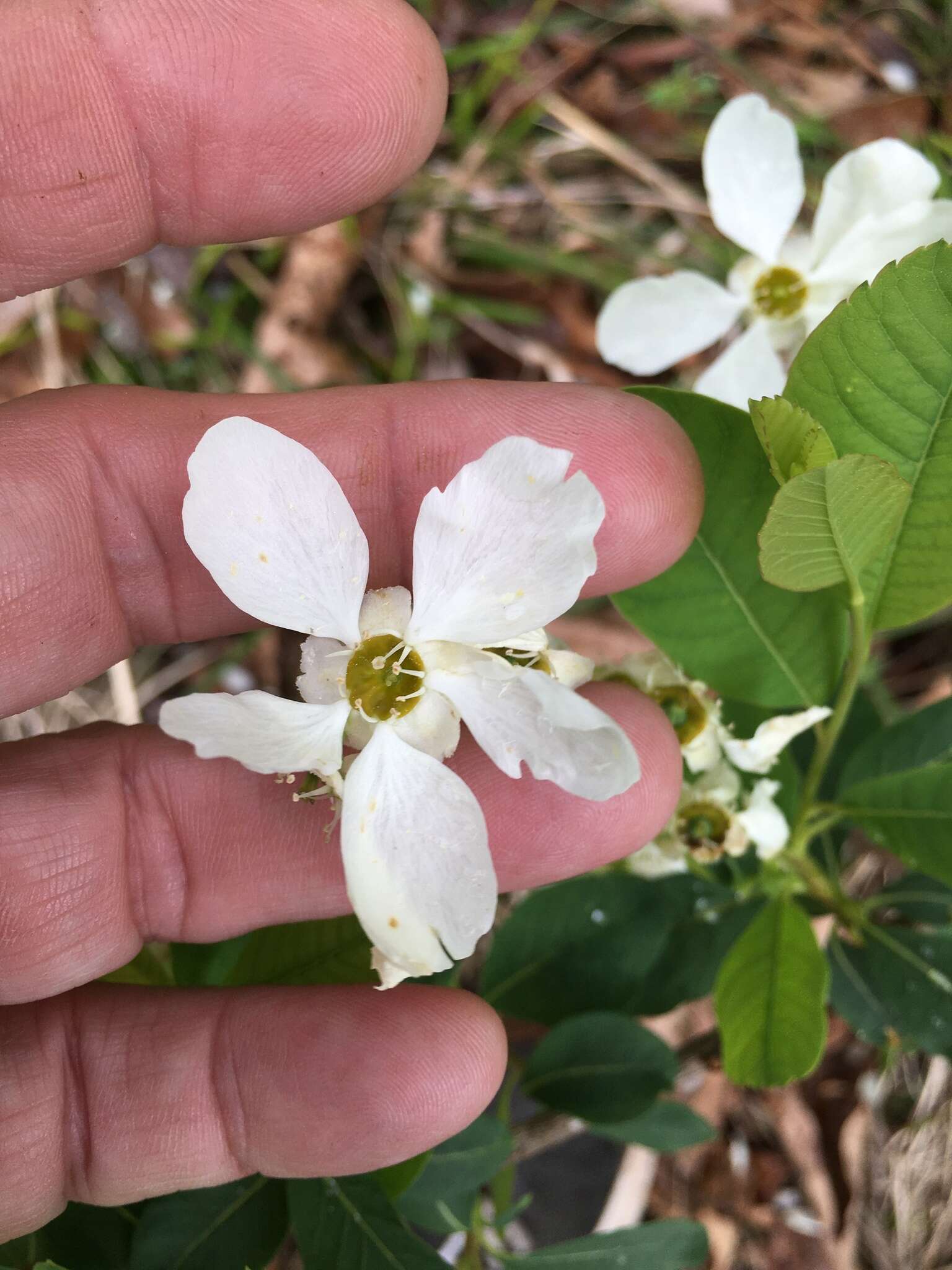 Imagem de Exochorda racemosa (Lindl.) Rehd.