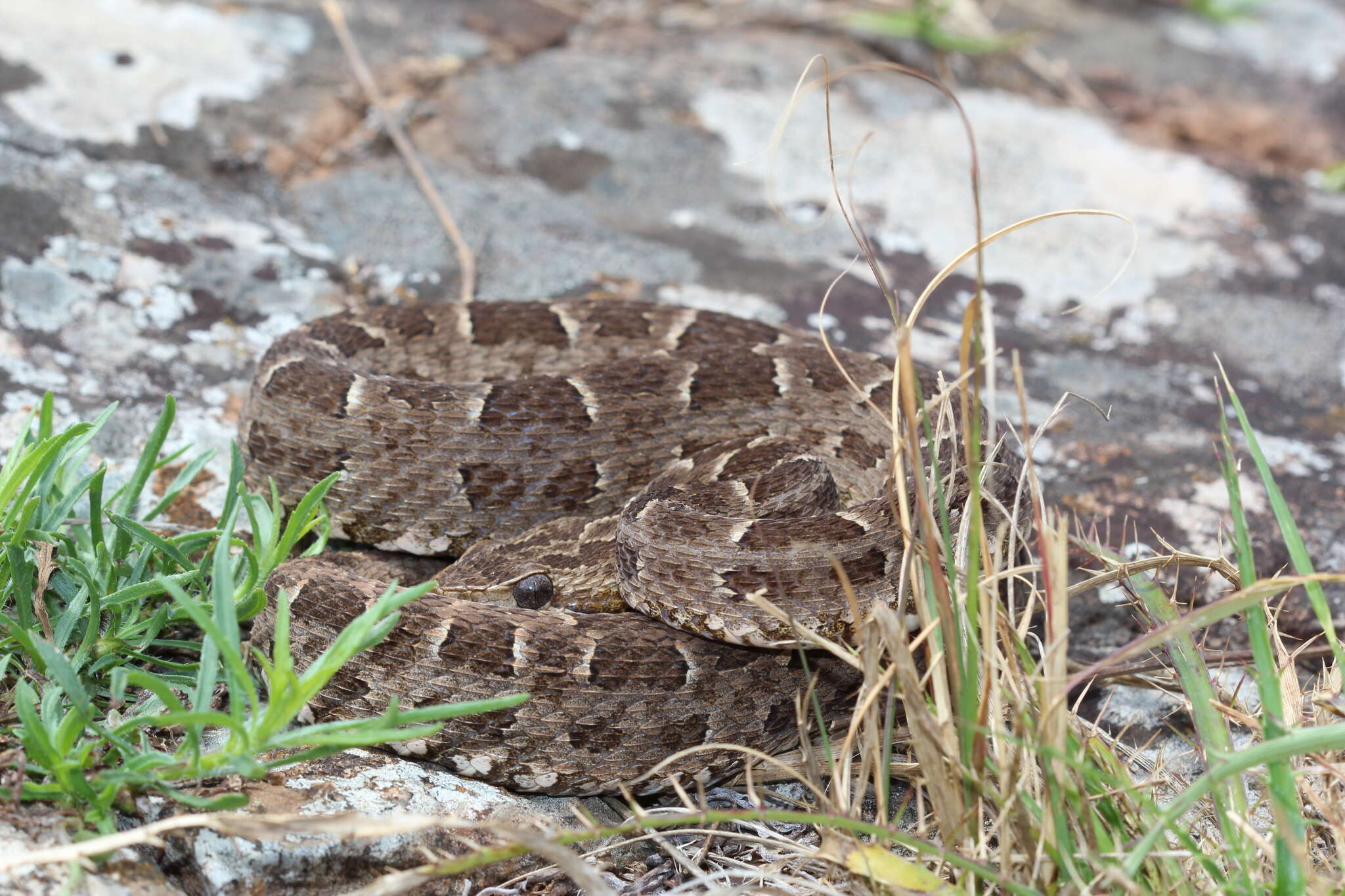 Bothrops pubescens (Cope 1870) resmi