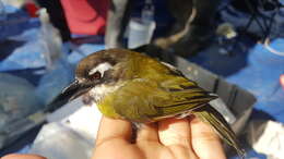 Image of Common Bush Tanager