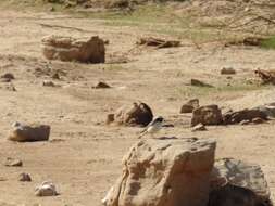 Image of Mourning Wheatear