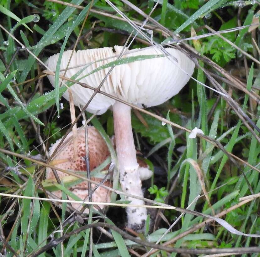 Image of Lepiota subincarnata J. E. Lange 1940