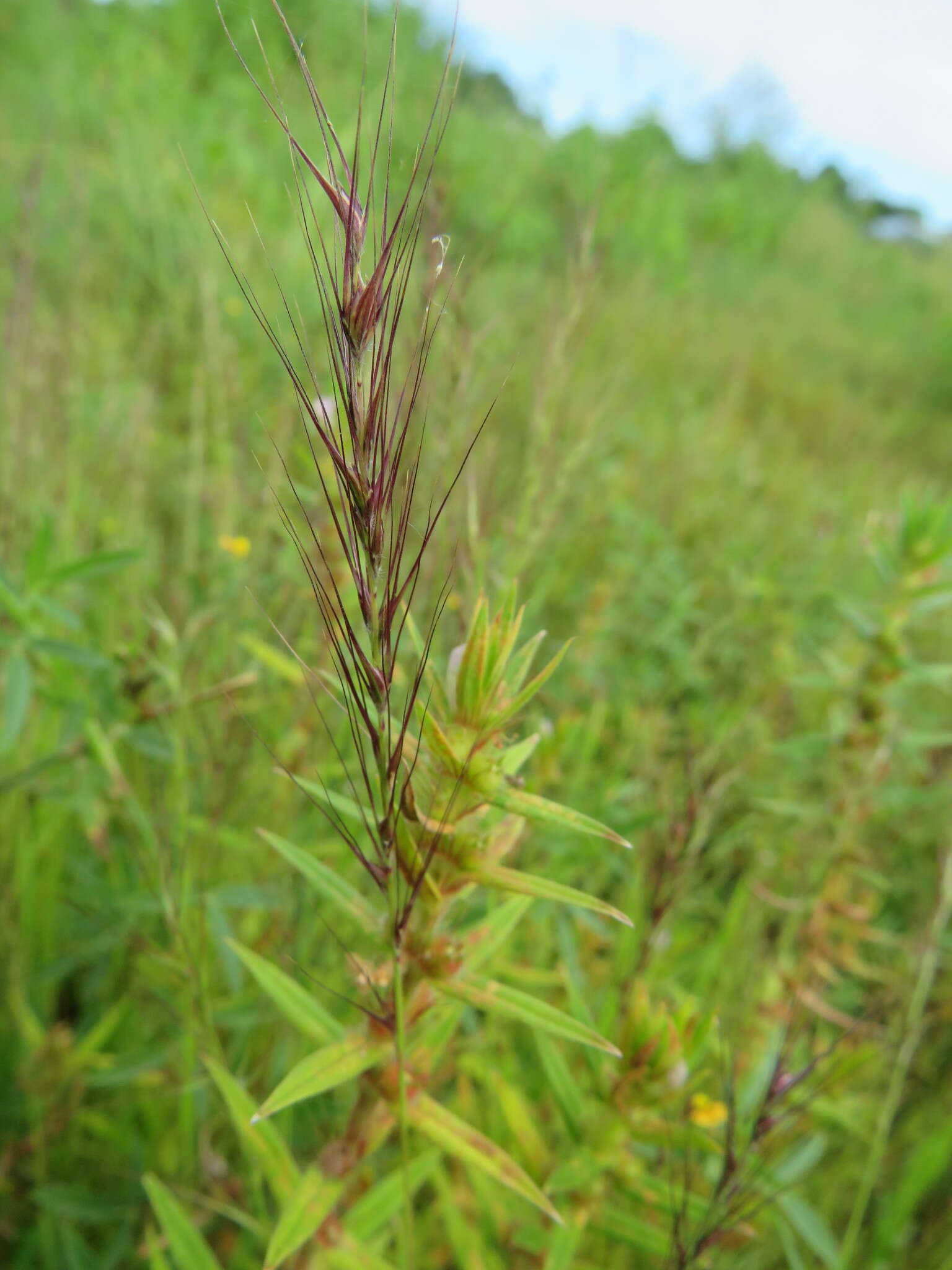 Image de Viguierella madagascariensis A. Camus