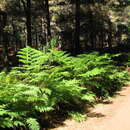 Image of Lacy Tree Fern