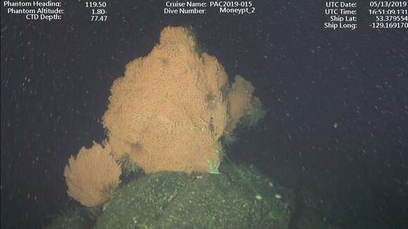 Image of Pacific red tree coral