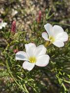 Image of Oxalis versicolor L.