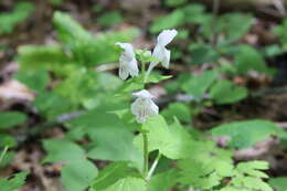 Image of Guyandotte-Beauty