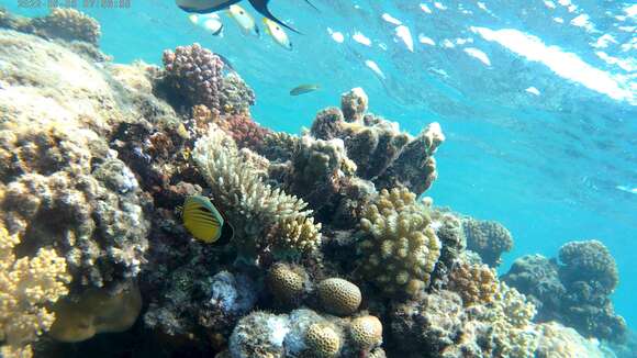 Image of Blacktail Butterflyfish