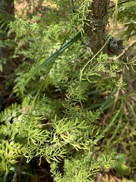 Image of Asparagus ramosissimus Baker