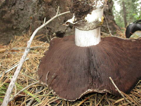 Image of Agaricus moronii Kerrigan 2016