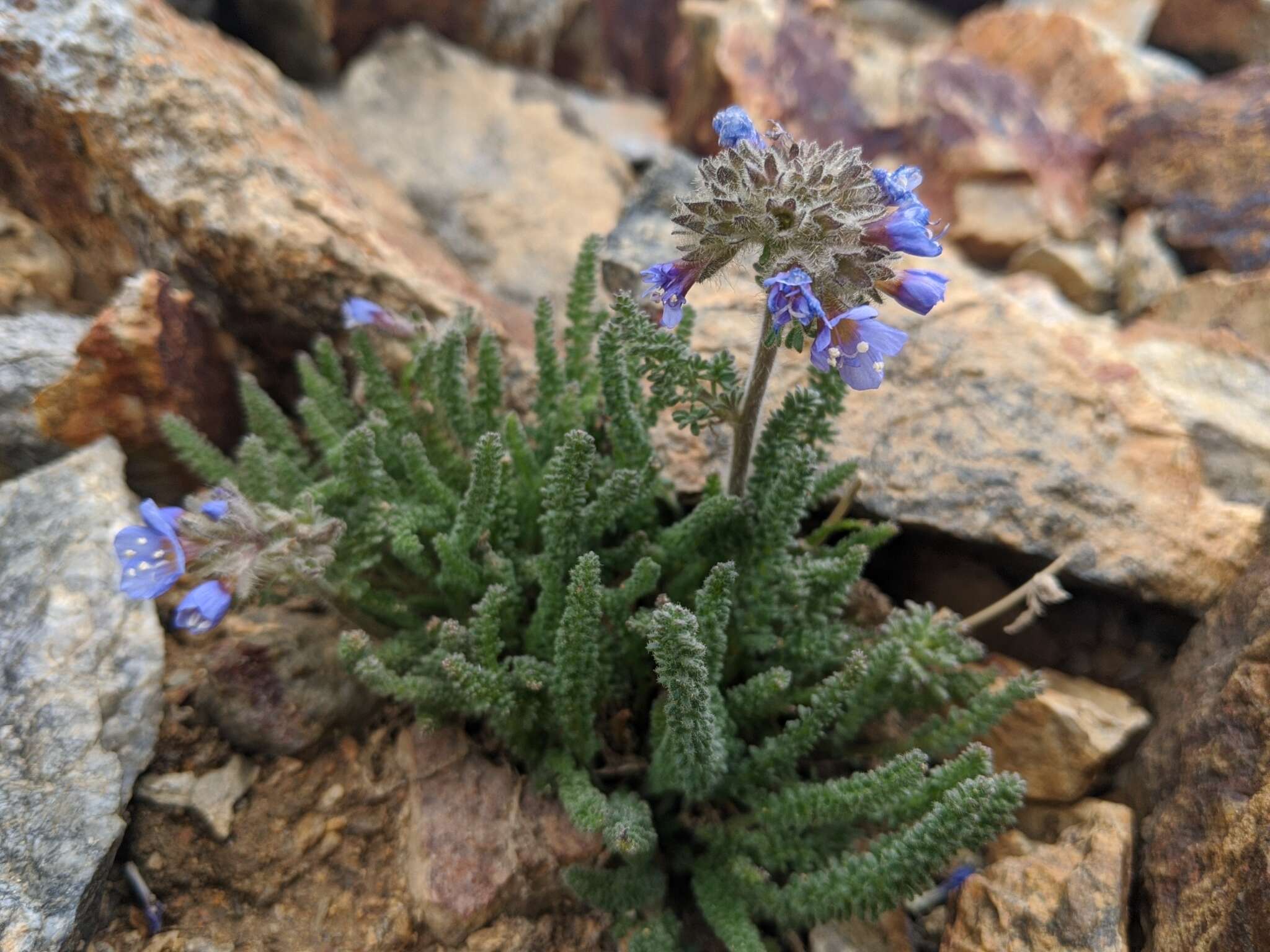 Слика од Polemonium chartaceum Mason